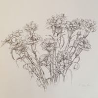 Nelken  2010       23 x 30.jpg