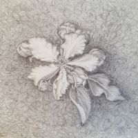 Apfelblüte 2010   12 x 14.jpg