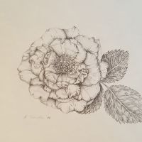 Rosenblüte   2014        15 x 20.jpg
